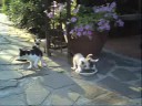 Feeding the Kittens at the Airone Pisa Park Hotel, Italy