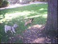 My Gizmo And Her Friends