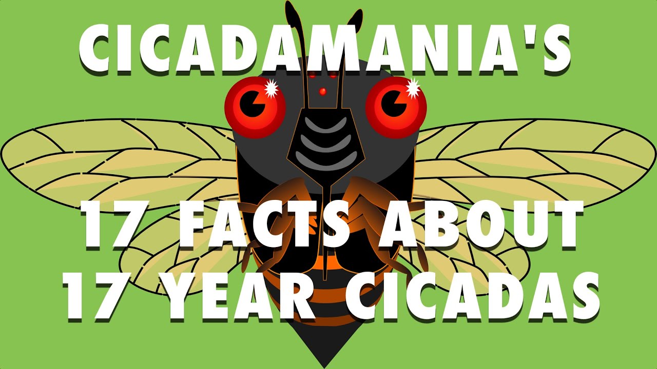 www.cicadamania.com