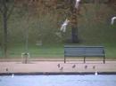 Regents Park wildfowl