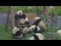Imagine Dragons - PANDA (Thunder)