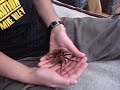 Brachypelma Albopilosa