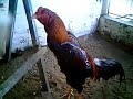 Galo de Rinha - ELVIS