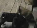 les chiots de Kirena à 8 semaines (2)