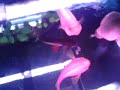 Hand Feeding Feifeng