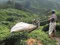 Tea plantations, Cameron Highlands