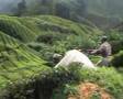 Tea plantations, Cameron Highlands