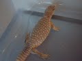 My Savannah Monitor \"Zilla\" Eating Hoppers