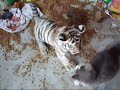Tiger cub playing w/ a house cat! (They really are friends).