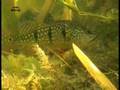 Cichla sp. in its Natural Habitat Ivan Dalmar Mikolji