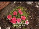 Book Report, a poem by Peter Menkin