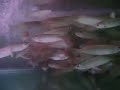 Arowana Jardini/www.rully-arwana.com Arowana Jardini/www.rully-arwana.com