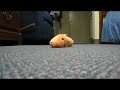 Kapibara-san walking stuff animal (Second Edition)