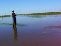 Dorados con Mosca 3, Esteros del Rio Dulce, Guia Cesar Neme