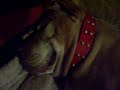 Nice Dreams