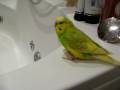 Fikuś gadająca papuga cz.1 talking parrot