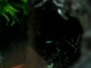 Dendrobates auratus Reticulated calling