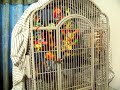 Sun Conure noise level