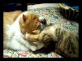 SWEET SNUGGLE ? Guarda video