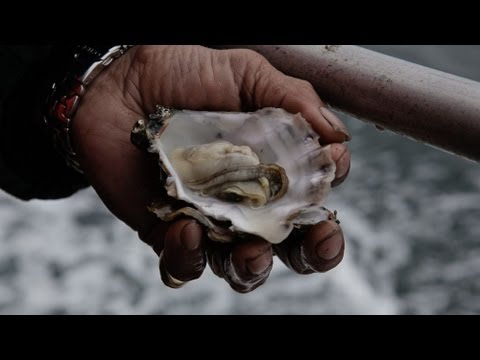 ocean acidification - For more on this story: http://to.pbs.org/GGwnYL and http://bit.ly/VcZMFH The world's ocean are absorbing carbon dioxide at an unprecedented rate and the res...