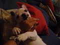 Dovi me muerde!