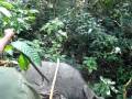 videos de Nepal 2008 Citwan National Park Rino