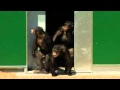 Release of chimpanzees, 30 years after undergoing experiments