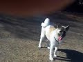 Koi, my akita 7 months