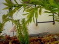 Diamondback terrapins