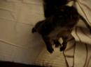 Skrat le squateur de retour