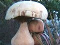 Garden Art Sculpture Ornaments Wood Carvings