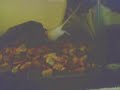 My Alligator Snapping Turtle vs Mouse