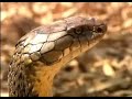 Giant King Cobra