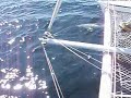Dolphins Dolphins