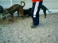 Lista,la supermastina con tres patas y los ni�os de zarpa.