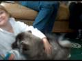 videos de annemeike  the keeshond