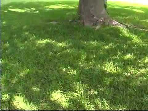 how to treat lm grass