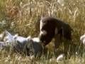 videos de Animal Olympians: Sprint