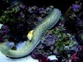 Brazilain Golden & White Eye Moray Eels Brazilain Golden & White Eye Moray Eels