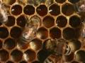 Honey bees - Natural History 1