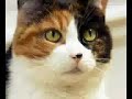 Meneer Poes Meneer Poes