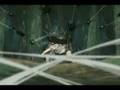 Naruto Perfect Hell