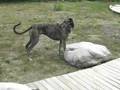 Greyhound