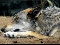 les loups, que j\