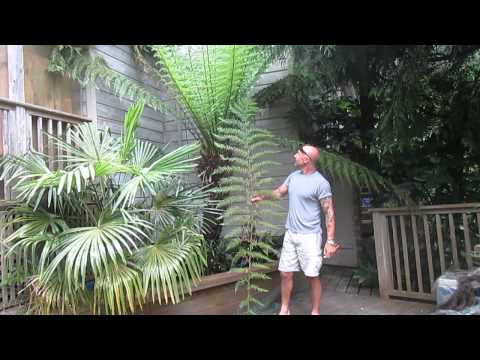 how to transplant cyathea tree ferns