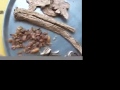 Digestive Disorder -- A Chinese Herbal Prescription
