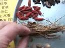 Digestive Disorder -- A Chinese Herbal Prescription (15)