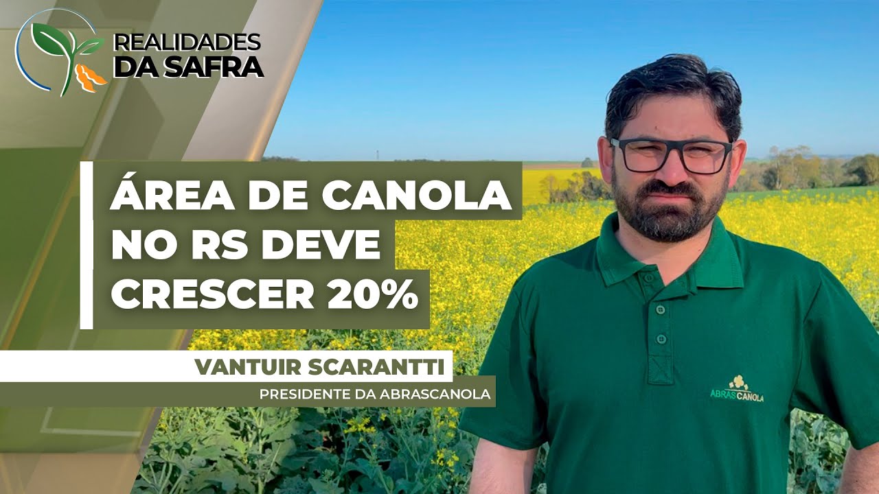 Plantio da canola chega a 70% no Rio Grande do Sul, com projeção de aumento de área