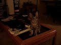 My cat dancing