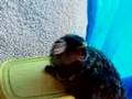 Sagui HUGO em nossa casa!!!